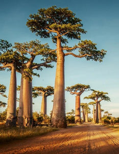 Why We Chose Baobab & Shea